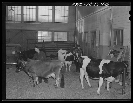 Madison, Wisconsin. Farm short course school at the University of Wisconsin. Students grooming their cows for the livestock show at the Wisconsin "Little International"