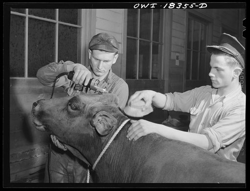 Madison, Wisconsin. Farm short course school at the University of Wisconsin. Chester Novak and Harold Wichman grooming their brown Swiss cow for the livestock show at the Wisconsin "Little International"