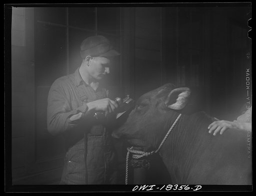 Untitled photo, possibly related to: Madison, Wisconsin. Farm short course school at the University of Wisconsin. Chester Novak and Harold Wichman grooming their brown Swiss cow for the livestock show at the Wisconsin "Little International"