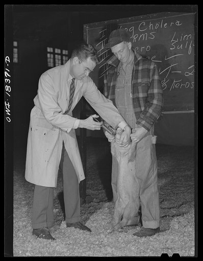 Madison, Wisconsin. Farm short course school at the University of Wisconsin. Instructor demonstrating before the class the method of dosing hogs with a solution against worms