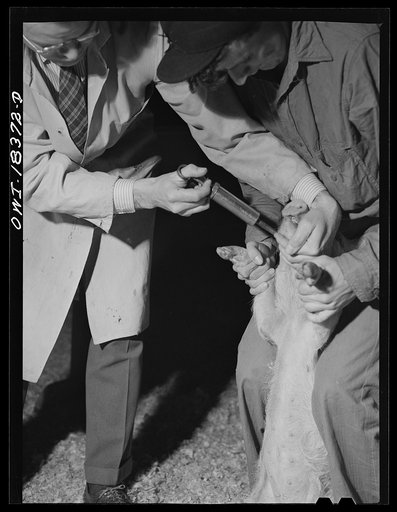 Madison, Wisconsin. Farm short course school at the University of Wisconsin. Instructor demonstrating before the class the method of dosing hogs with a solution against worms