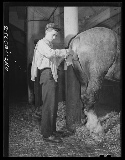 Madison, Wisconsin. Farm short course school at the University of Wisconsin. George Lawrence of Spooner, Wisconsin, braiding the tail of his horse for the livestock show at the Wisconsin "Little International"