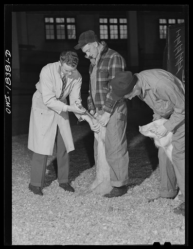 Untitled photo, possibly related to: Madison, Wisconsin. Farm short course school at the University of Wisconsin. Instructor demonstrating before the class the method of dosing hogs with a solution against worms