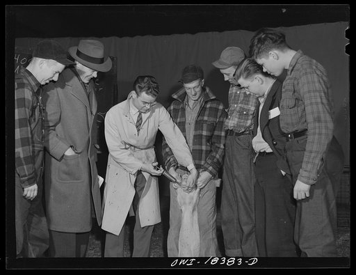 Madison, Wisconsin. Farm short course school at the University of Wisconsin. Instructor demonstrating before the class the method of dosing hogs with a solution against worms