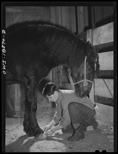 Madison, Wisconsin. Farm short course school at the University of Wisconsin. Jack McGraw of Ladysmith, Wisconsin polishing the hoofs of the horse he is entering in the livestock show at the Wisconsin "Little International"