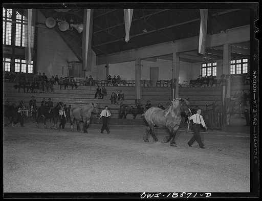Madison, Wisconsin. Farm short course school at the University of Wisconsin. The livestock show of the Wisconsin "Little International"