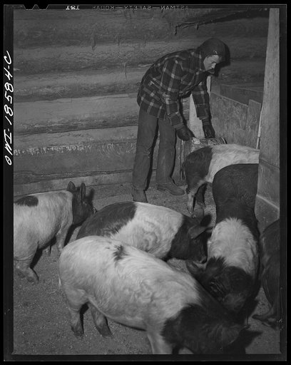 Moreno Valley, Colfax County, New Mexico. Feeding the hogs on the Mutz ranch