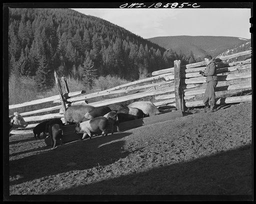 Untitled photo, possibly related to: Moreno Valley, Colfax County, New Mexico. Boy feeding hogs on George Mutz's farm