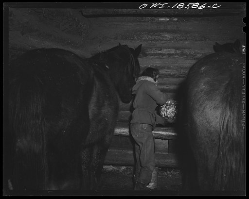 Untitled photo, possibly related to: Moreno Valley, Colfax County, New Mexico. Early morning feeding on the Mutz ranch