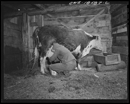 Untitled photo, possibly related to: Moreno Valley, Colfax County, New Mexico. George Mutz's daughter doing the morning milking