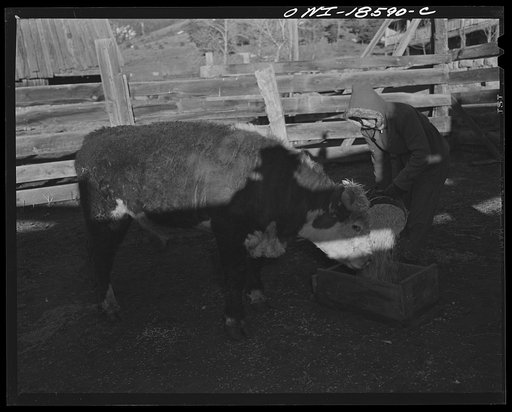 Untitled photo, possibly related to: Moreno Valley, Colfax County, New Mexico. The George Mutz ranch