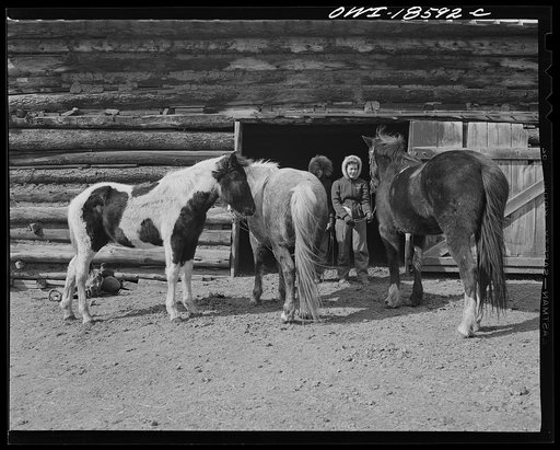 Moreno Valley, Colfax County, New Mexico. Daughters of George Mutz, a second generation cattle rancher, "saddling up" their mounts