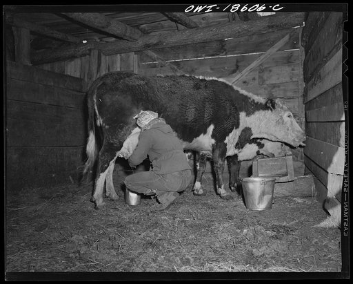 Untitled photo, possibly related to: Moreno Valley, Colfax County, New Mexico. George Mutz's daughter doing the morning milking