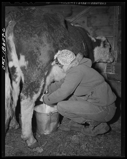 Untitled photo, possibly related to: Moreno Valley, Colfax County, New Mexico. George Mutz's daughter doing the morning milking
