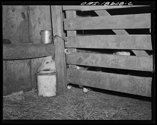 Moreno Valley, Colfax County, New Mexico. Feeding time on the Mutz ranch