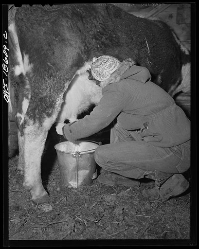 Untitled photo, possibly related to: Moreno Valley, Colfax County, New Mexico. George Mutz's daughter doing the morning milking