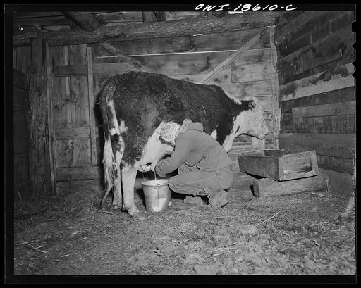 Untitled photo, possibly related to: Moreno Valley, Colfax County, New Mexico. George Mutz's daughter doing the morning milking