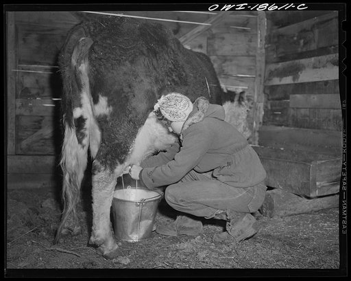 Moreno Valley, Colfax County, New Mexico. George Mutz's daughter doing the morning milking