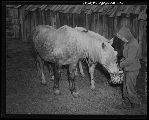 Moreno Valley, Colfax County, New Mexico. Early morning feeding on the Mutz ranch