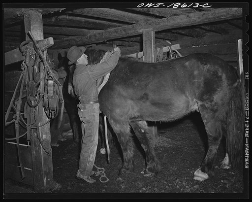 Moreno Valley, Colfax County, New Mexico. Harnessing up for the day's work on the Mutz ranch