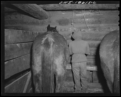 Untitled photo, possibly related to: Moreno Valley, Colfax County, New Mexico. Early morning feeding on the Mutz ranch