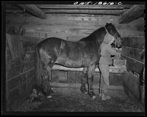 Moreno Valley, Colfax County, New Mexico. Early morning feeding on the Mutz ranch