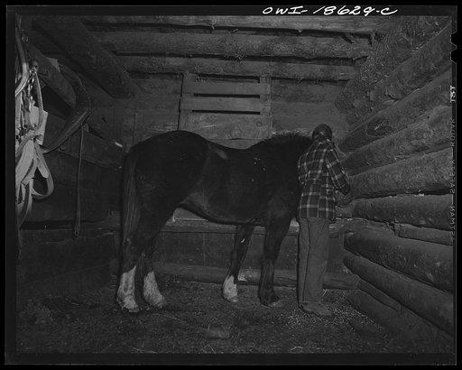 Untitled photo, possibly related to: Moreno Valley, Colfax County, New Mexico. Early morning feeding on the Mutz ranch