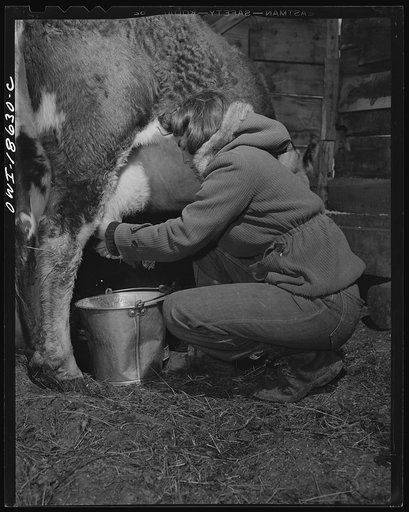 Untitled photo, possibly related to: Moreno Valley, Colfax County, New Mexico. George Mutz's daughter doing the morning milking