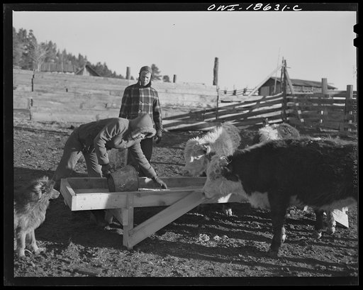 Untitled photo, possibly related to: Moreno Valley, Colfax County, New Mexico. Cattle winter feeding