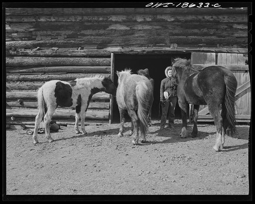 Untitled photo, possibly related to: Moreno Valley, Colfax County, New Mexico. Daughters of George Mutz, a second generation cattle rancher, "saddling up" their mounts
