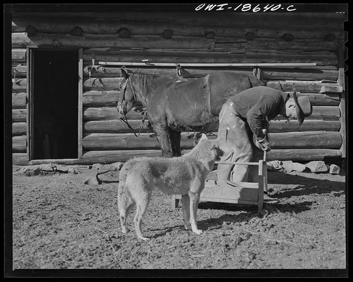 Moreno Valley, Colfax County, New Mexico. William Heck, a second generation cattleman of Moreno Valley shoeing a cow pony