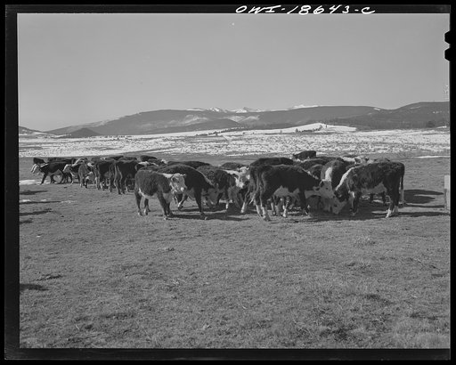 Untitled photo, possibly related to: Moreno Valley, Colfax County, New Mexico. Cattle winter feeding