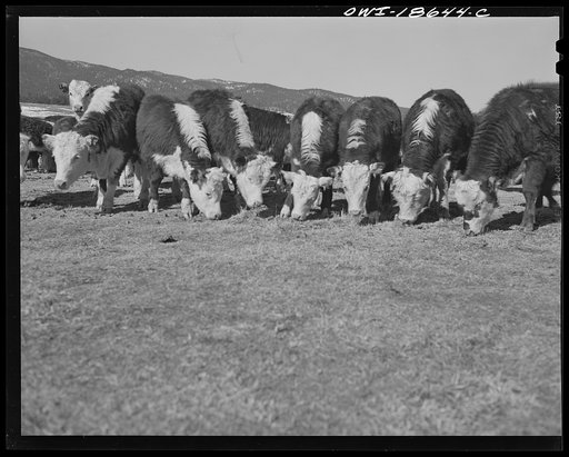 Untitled photo, possibly related to: Moreno Valley, Colfax County, New Mexico. Cattle winter feeding