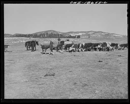Untitled photo, possibly related to: Moreno Valley, Colfax County, New Mexico. Cattle winter feeding