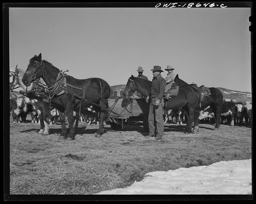 Untitled photo, possibly related to: Moreno Valley, Colfax County, New Mexico. Putting out winter feed