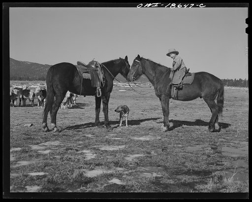 Moreno Valley, Colfax County, New Mexico. Five-year-old son of William Heck, a second generation cattleman, "riding herd" with his father