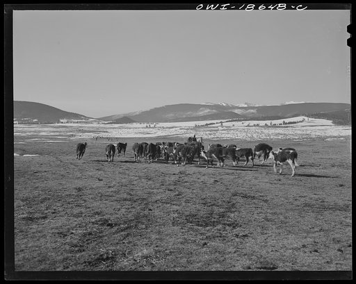 Moreno Valley, Colfax County, New Mexico. Calves following the feed wagon on William Heck's ranch