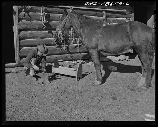 Untitled photo, possibly related to: Moreno Valley, Colfax County, New Mexico. William Heck, a second generation rancher, shoeing a horse
