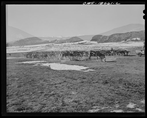 Untitled photo, possibly related to: Moreno Valley, Colfax County, New Mexico. Cattle winter feeding