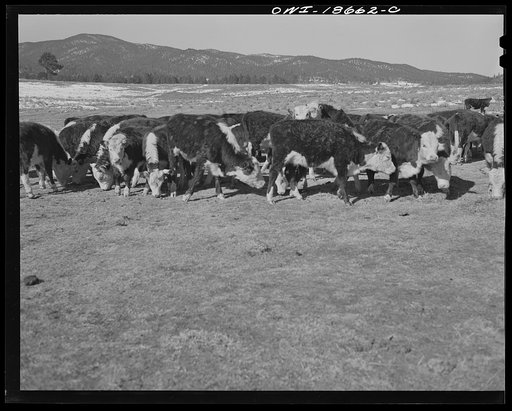 Untitled photo, possibly related to: Moreno Valley, Colfax County, New Mexico. Cattle winter feeding