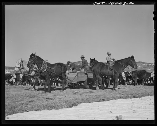 Untitled photo, possibly related to: Moreno Valley, Colfax County, New Mexico. Putting out winter feed