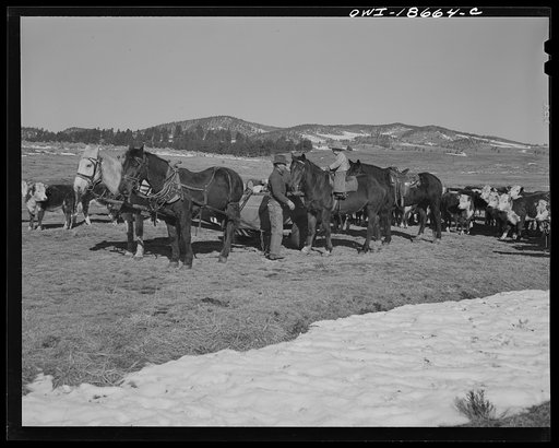 Untitled photo, possibly related to: Moreno Valley, Colfax County, New Mexico. Putting out winter feed