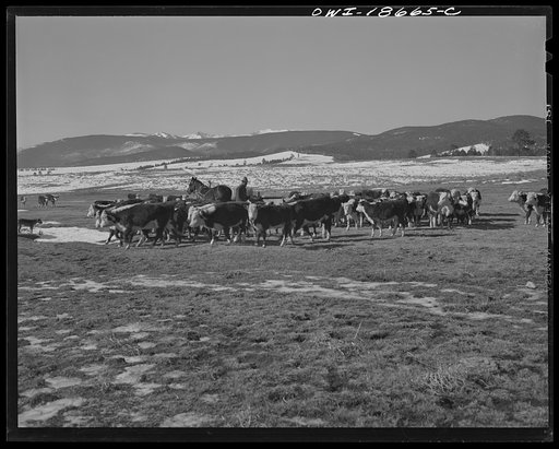 Moreno Valley, Colfax County, New Mexico. Cattle winter feeding