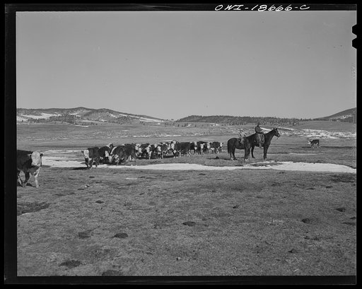 Untitled photo, possibly related to: Moreno Valley, Colfax County, New Mexico. Cattle winter feeding