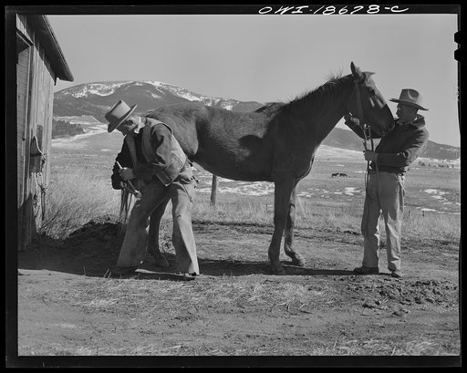Untitled photo, possibly related to: Moreno Valley, Colfax County, New Mexico. John Mutz changing a shoe on George Turner's prize Arabian pony