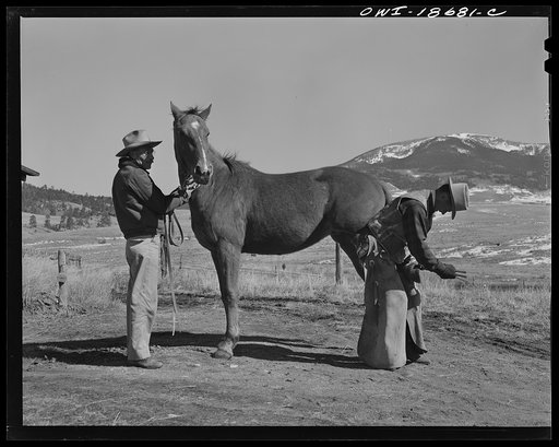 Moreno Valley, Colfax County, New Mexico. John Mutz changing a shoe on George Turner's prize Arabian pony
