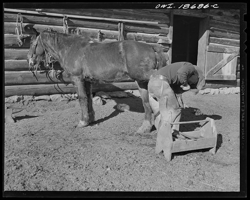 Untitled photo, possibly related to: Moreno Valley, Colfax County, New Mexico. William Heck, rancher, shoeing a horse