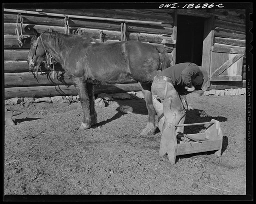 Moreno Valley, Colfax County, New Mexico. William Heck, rancher, shoeing a horse
