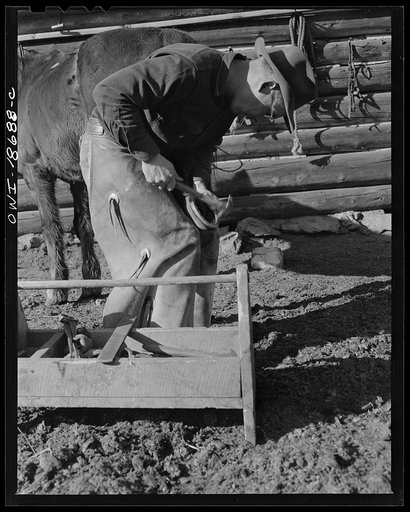 Untitled photo, possibly related to: Moreno Valley, Colfax County, New Mexico. William Heck, rancher, shoeing a horse
