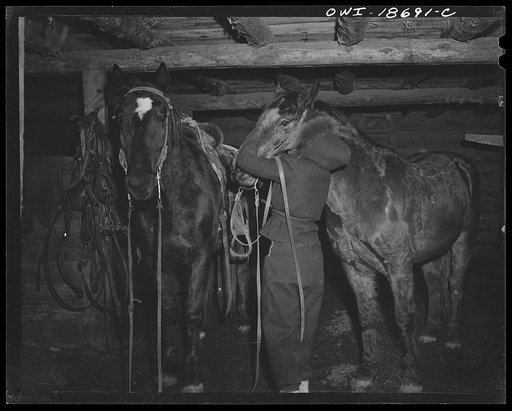 Untitled photo, possibly related to: Moreno Valley, Colfax County, New Mexico. A rancher's daughter bringing in the team for oats on George Mutz's ranch